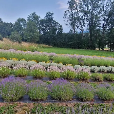 Lavanda Carasova Crasova Extérieur photo