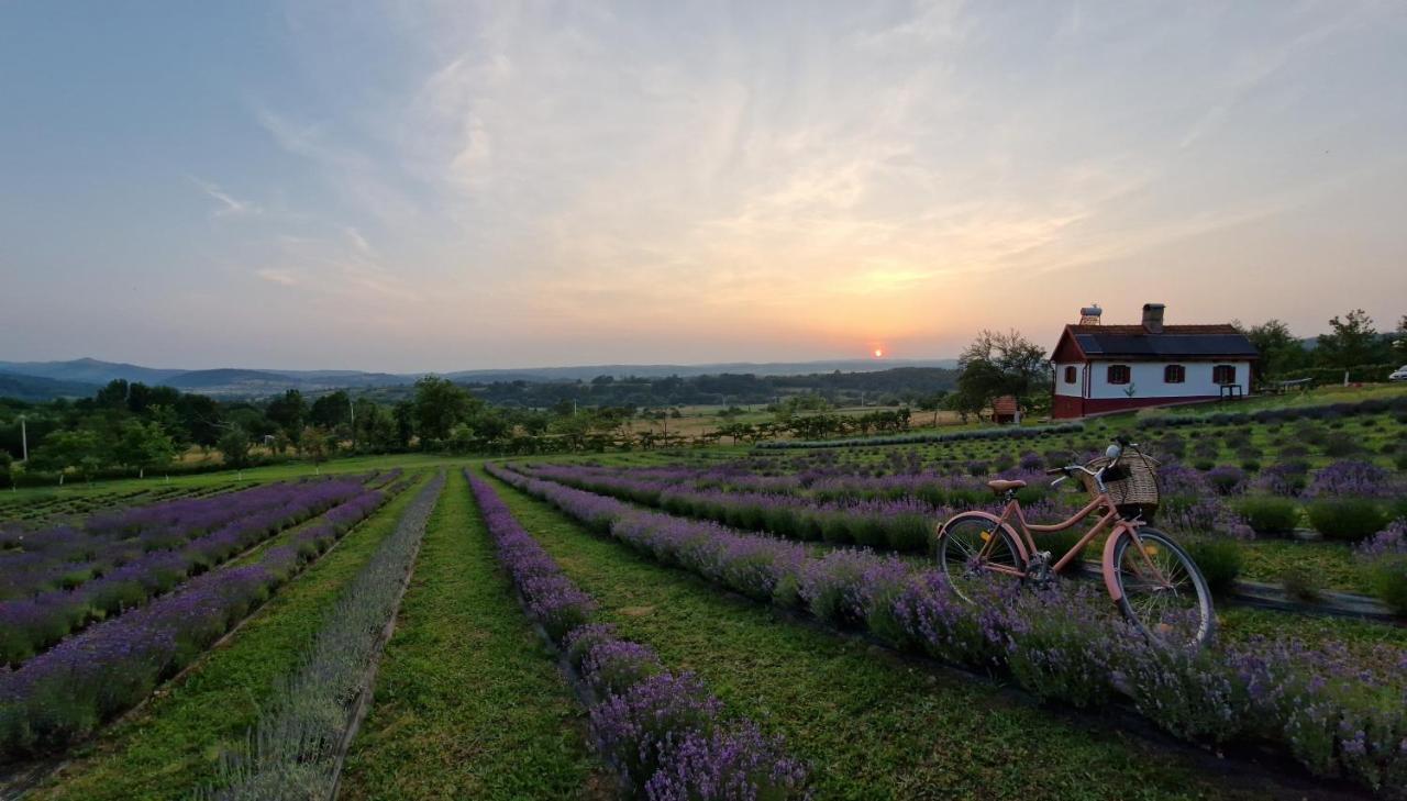 Hébergement de vacances Lavanda Carasova Crasova