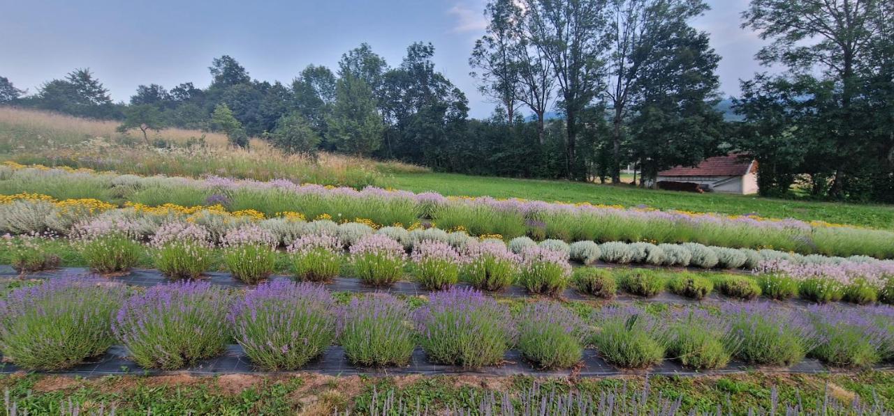 Hébergement de vacances Lavanda Carasova *