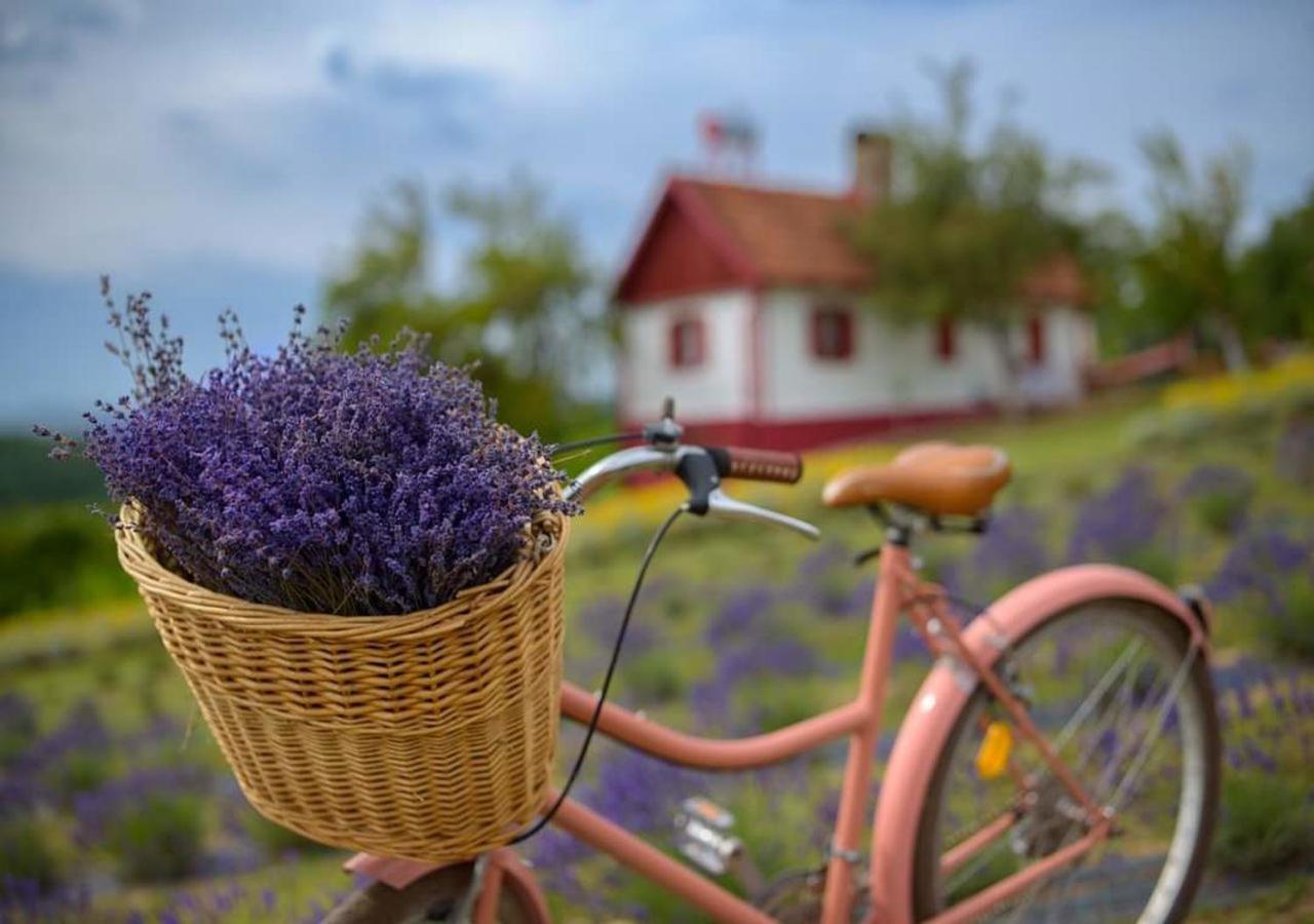 Lavanda Carasova * Crasova