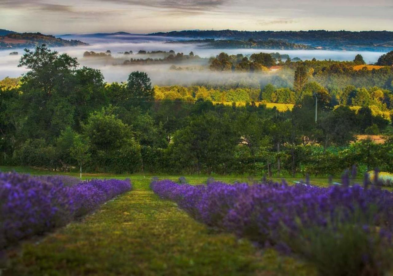 Lavanda Carasova Crasova